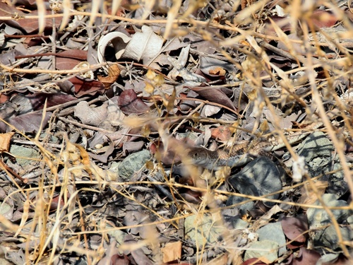 Acanthodactylus schreiberi
