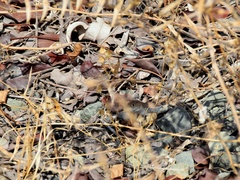 Acanthodactylus schreiberi