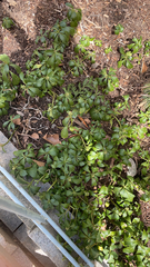 Pachysandra terminalis