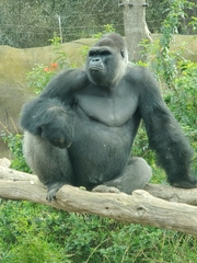 Gorilla gorilla