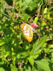 Mestra hersilia