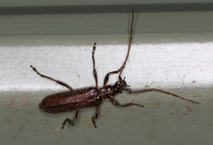 Strongylurus ceresioides