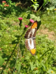 Mestra hersilia