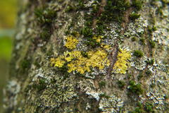 Xanthoria parietina