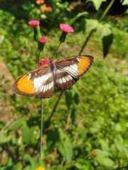 Mestra hersilia