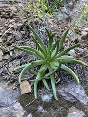 Dudleya viscida