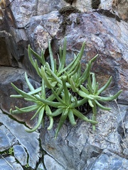 Dudleya viscida