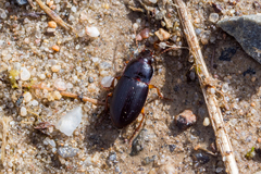 Harpalus autumnalis