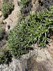 Dudleya viscida