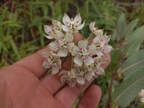 Pachycarpus lineolatus image