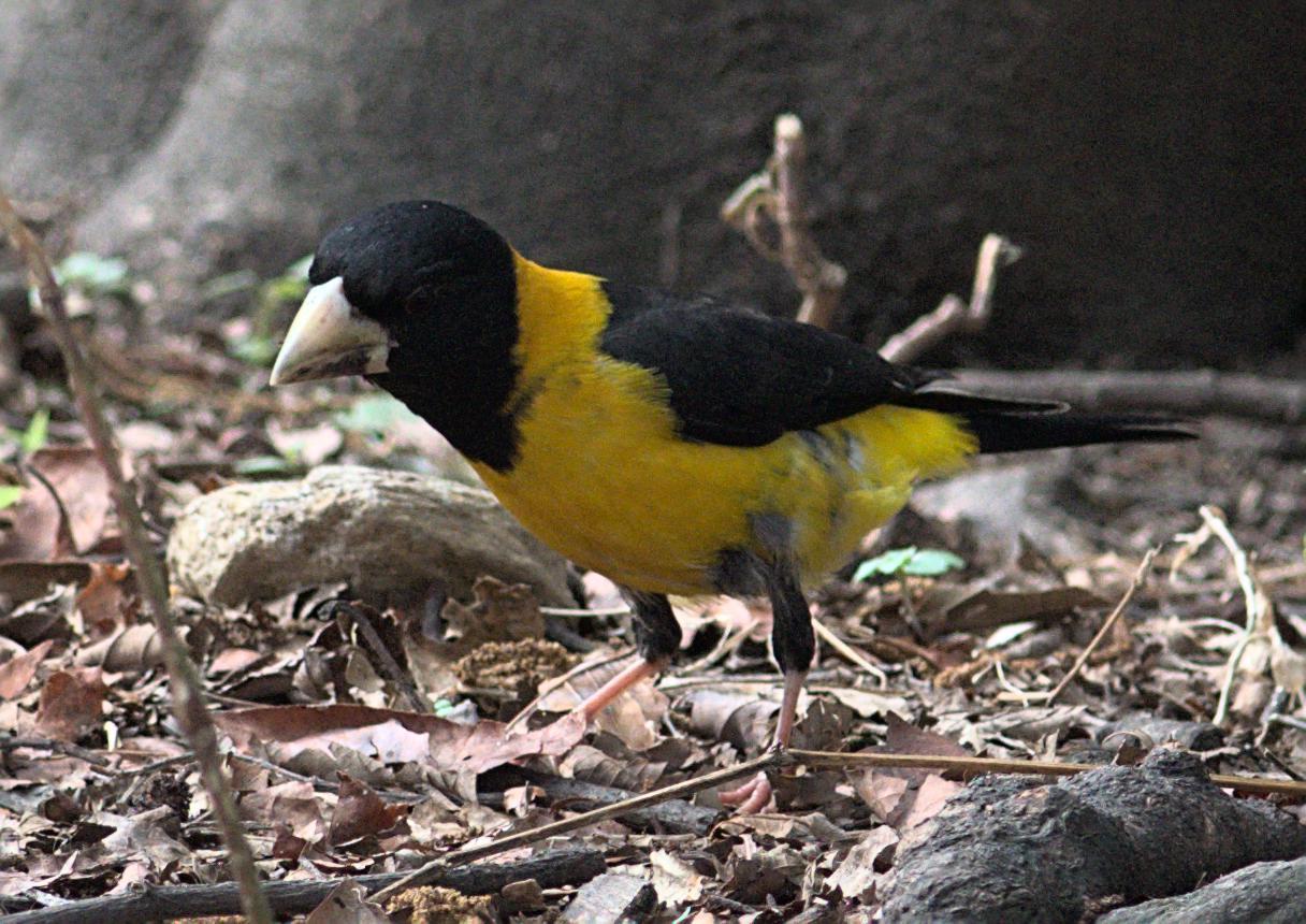 Black-and-yellow Grosbeak (Mycerobas icterioides), photo 4