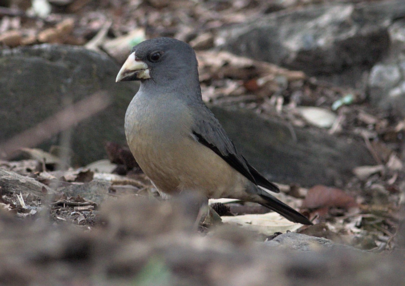 Black-and-yellow Grosbeak (Mycerobas icterioides), photo 6