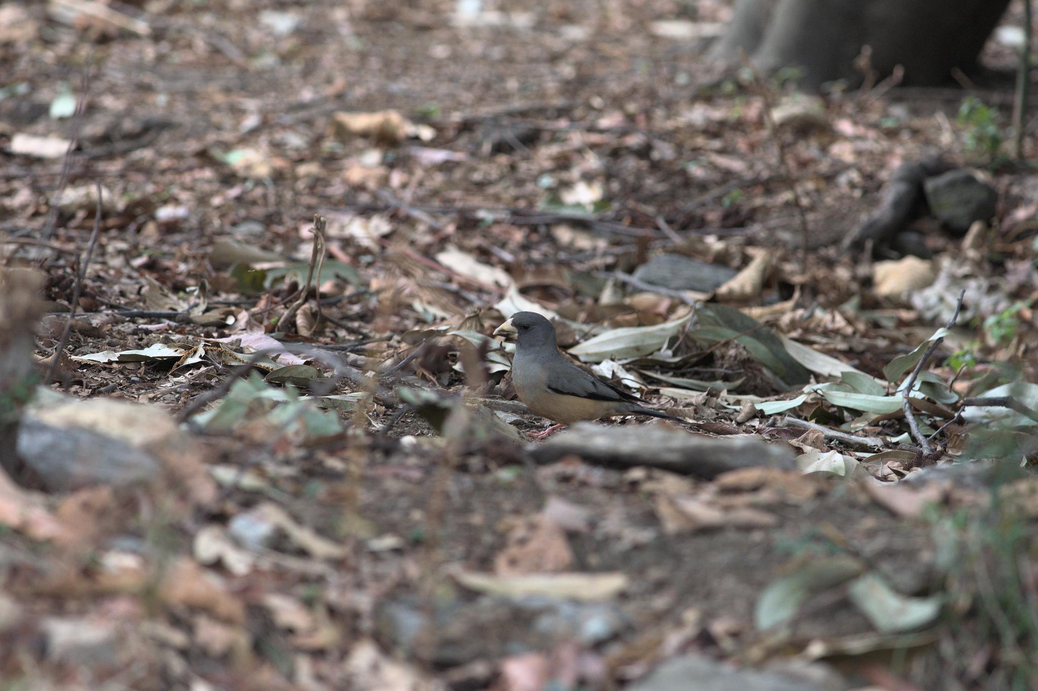 Black-and-yellow Grosbeak (Mycerobas icterioides), photo 7