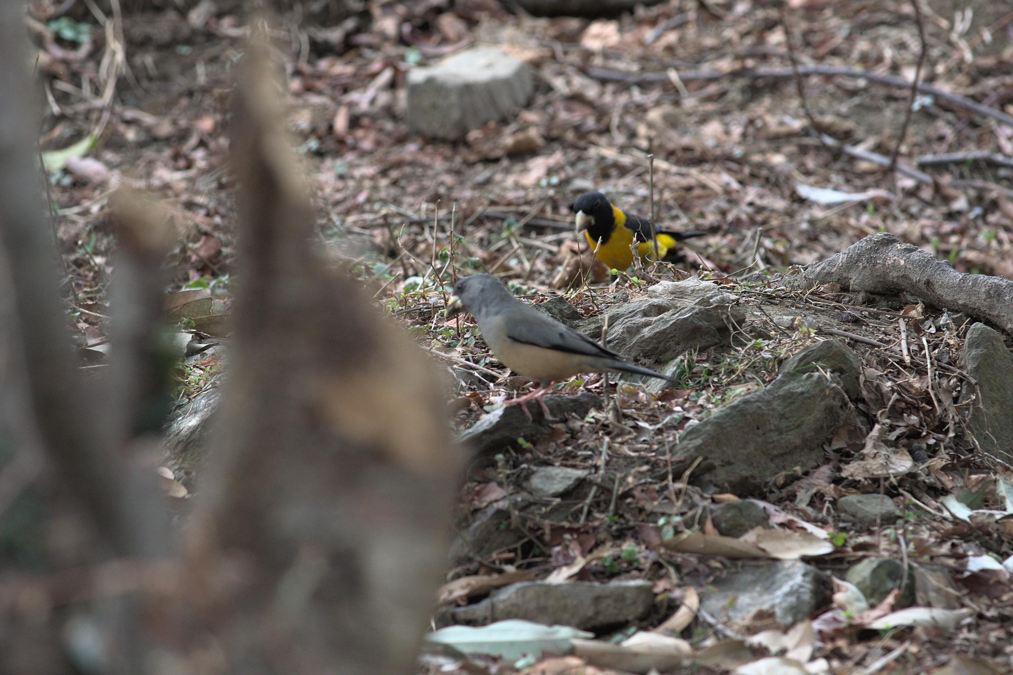 Black-and-yellow Grosbeak (Mycerobas icterioides), photo 5