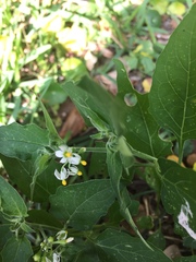 Solanum americanum