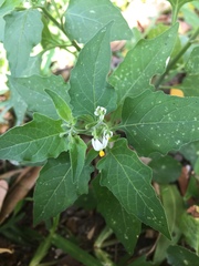 Solanum americanum
