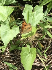 Junonia almana javana