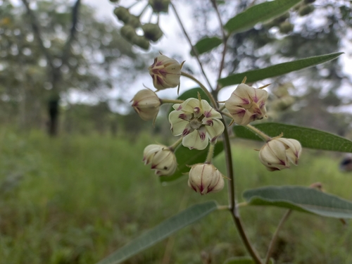 Pachycarpus lineolatus image