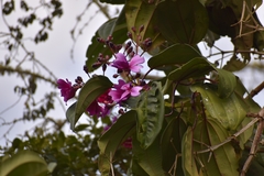 Meriania nobilis