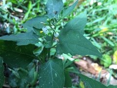 Solanum americanum