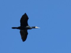 Phalacrocorax carbo
