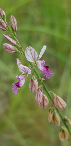 Polygala hottentotta