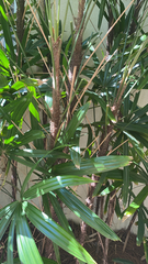Rhapis excelsa