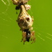 Humped Trashline Orbweaver - Photo (c) Michael Schmidt, some rights reserved (CC BY-NC-SA)
