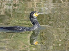 Phalacrocorax carbo