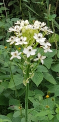 Ornithogalum saundersiae, photograph (c) Suvarna Parbhoo Mohan, some rights reserved (CC BY-SA)