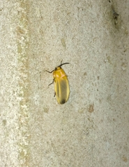 Endobrachys revocans