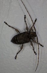 Leptostylopsis terraecolor