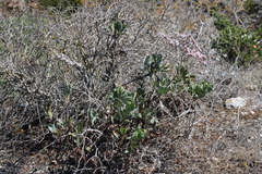 Limonium peregrinum