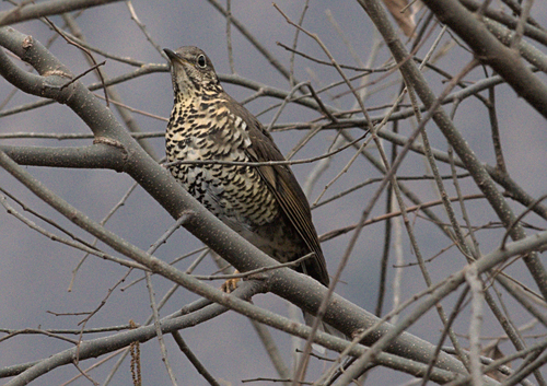 Alpine Thrush (Zoothera mollissima), photo 8