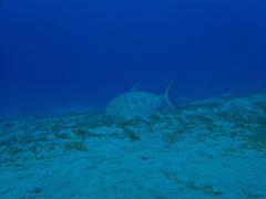 Ferdauia ferdau