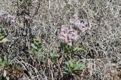 Limonium peregrinum