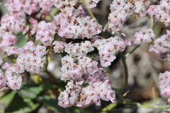 Limonium peregrinum