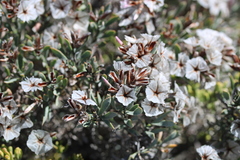 Limonium capense