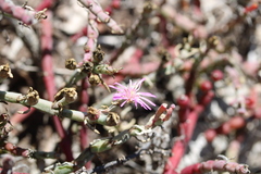 Mesembryanthemum junceum