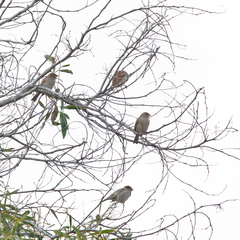 Passer domesticus