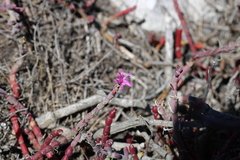 Mesembryanthemum junceum