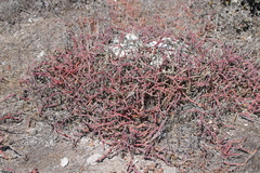 Mesembryanthemum junceum