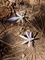 Colchicum troodi