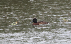 Aythya baeri × nyroca