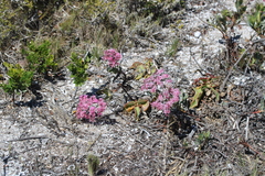 Limonium peregrinum