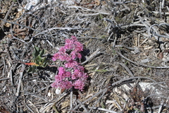 Limonium peregrinum