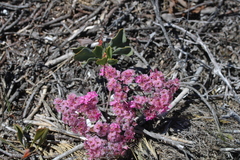 Limonium peregrinum