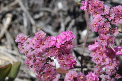 Limonium peregrinum