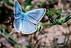 Polyommatus escheri