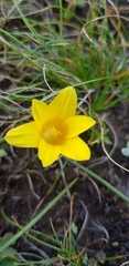 Romulea macowanii